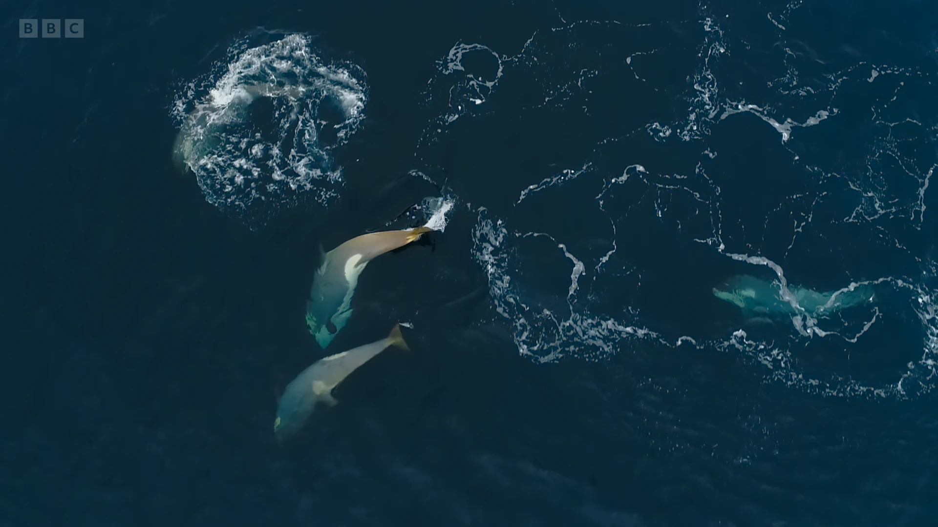 Killer whale (Orcinus orca) as shown in Seven Worlds, One Planet - Antarctica